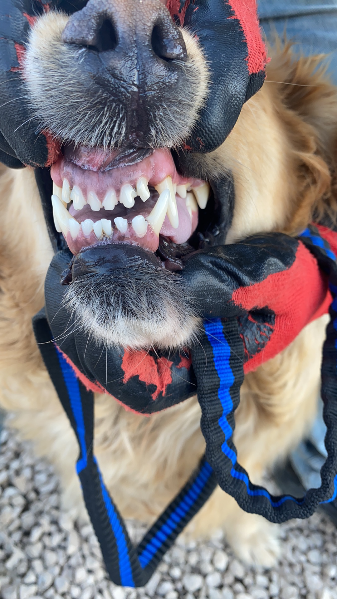 Baklava (fka Thelma)